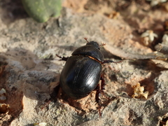 Temnorhynchus