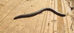Dermophis mexicanus