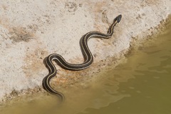 Thamnophis cyrtopsis cyrtopsis