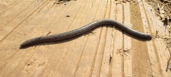 Dermophis mexicanus