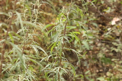 Artemisia palmeri