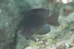 Pomacentrus spilotoceps