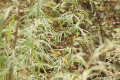 Artemisia palmeri