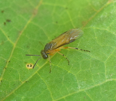 Athalia cordata