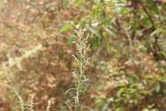 Artemisia palmeri