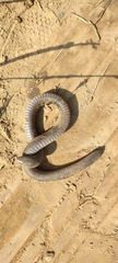 Dermophis mexicanus