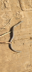Dermophis mexicanus