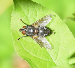 Blepharipa pratensis