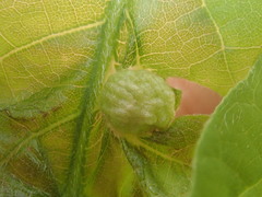 Dryocosmus quercuspalustris