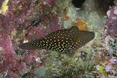 Canthigaster janthinoptera