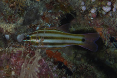 Ostorhinchus angustatus