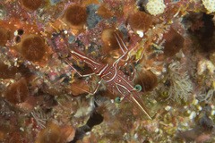 Rhynchocinetes durbanensis