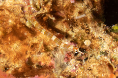 Corythoichthys amplexus