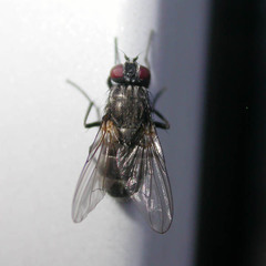Hydrotaea dentipes