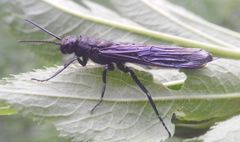 Tremex magus