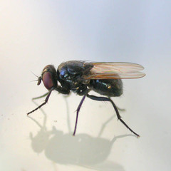 Hydrotaea ignava