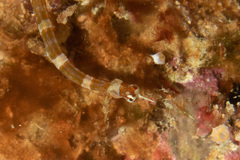 Corythoichthys amplexus
