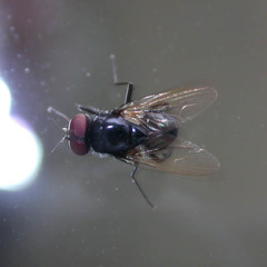 Hydrotaea ignava