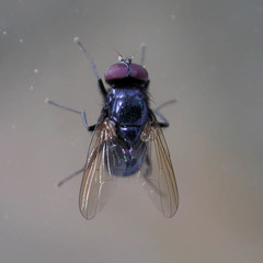 Hydrotaea ignava