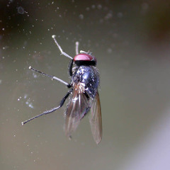 Hydrotaea ignava