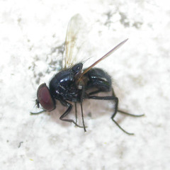 Hydrotaea ignava