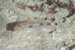 Fusigobius inframaculatus