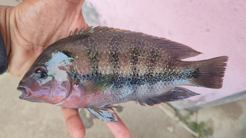 Vieja fenestrata — Cichlidae — 2