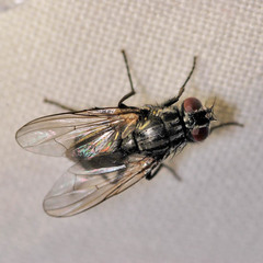 Hydrotaea dentipes