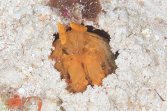 Lysiosquilloides mapia