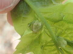 Dryocosmus quercuspalustris