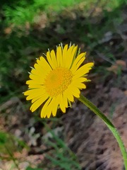 Doronicum plantagineum