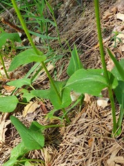 Doronicum plantagineum