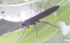 Tremex magus