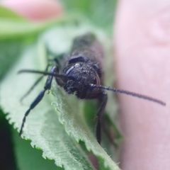 Tremex magus