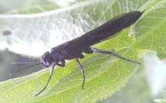 Tremex magus