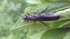 Tremex magus