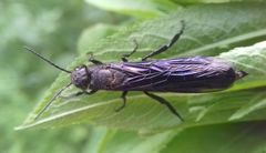 Tremex magus