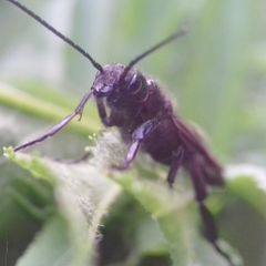 Tremex magus