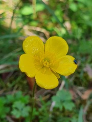 Ranunculus ollissiponensis