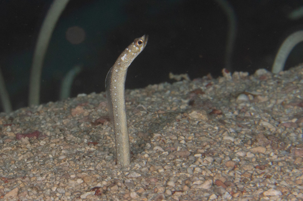 Whitespotted Garden Eel