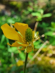 Ranunculus ollissiponensis