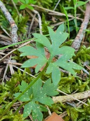 Ranunculus ollissiponensis