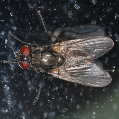 Hydrotaea dentipes