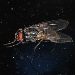 Hydrotaea dentipes
