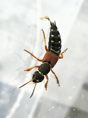 Staphylinus dimidiaticornis