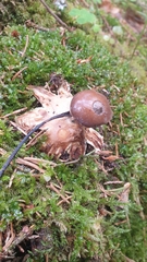Geastrum pectinatum