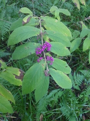 Callicarpa rubella