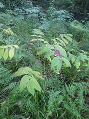 Callicarpa rubella