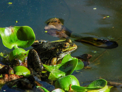 Pelophylax lessonae