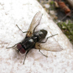 Hydrotaea dentipes
